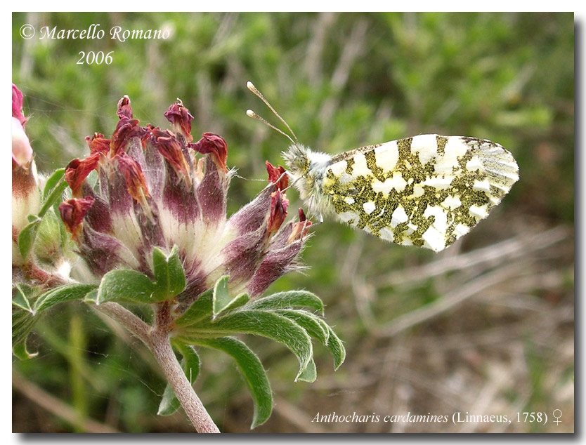 Farfalle diurne di primavera